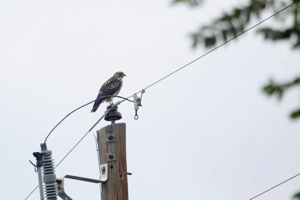 Busardo Aliancho - ML648911076