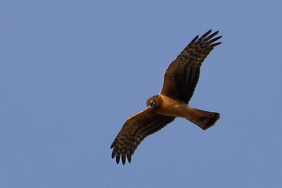 Northern Harrier - ML648911081