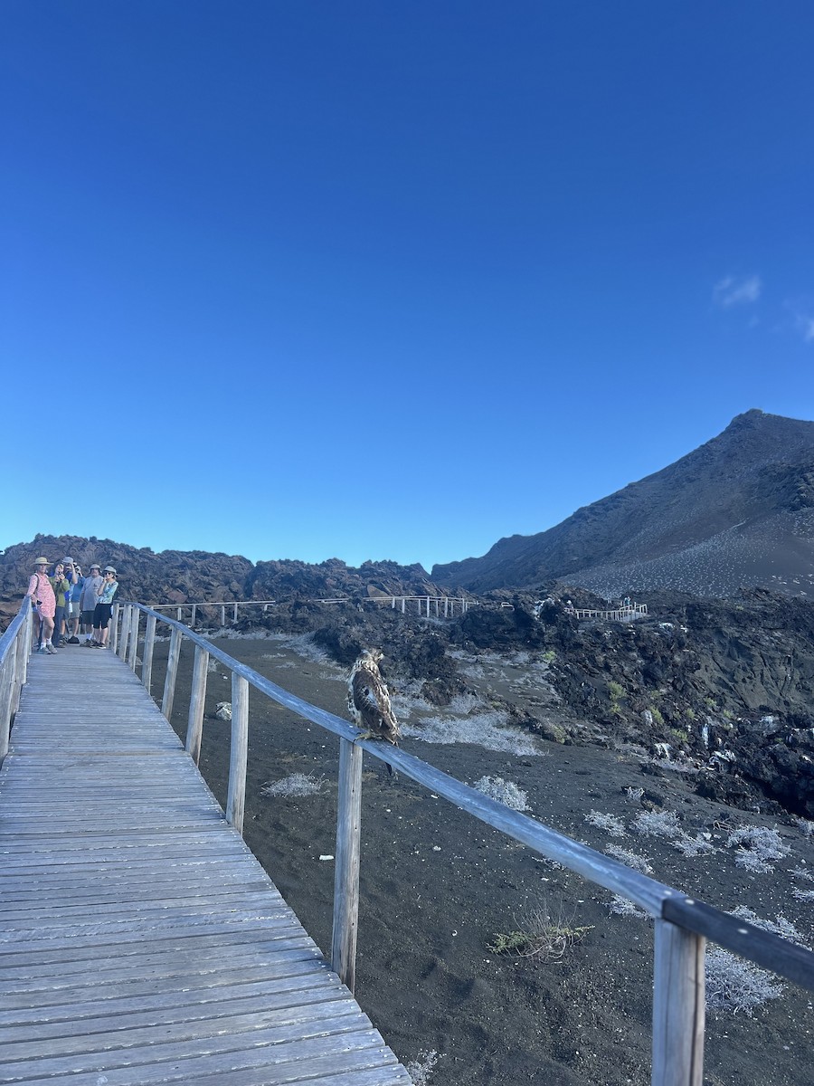 Galapagos Hawk - ML648911414