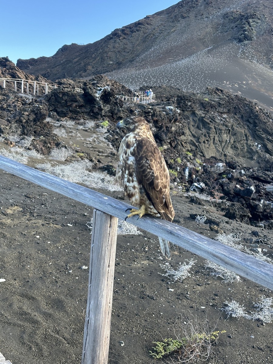 Galapagos Hawk - ML648911415