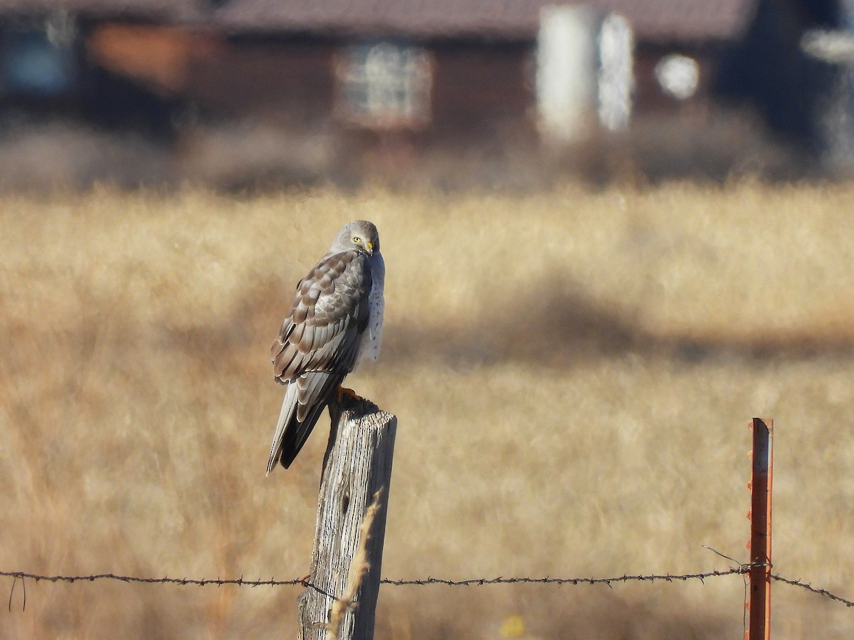 Northern Harrier - ML648911431