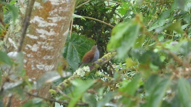 Andean Solitaire - ML648911611