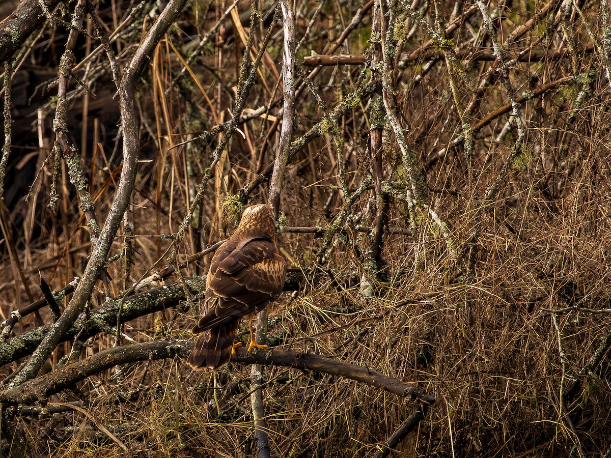 Northern Harrier - ML648911644