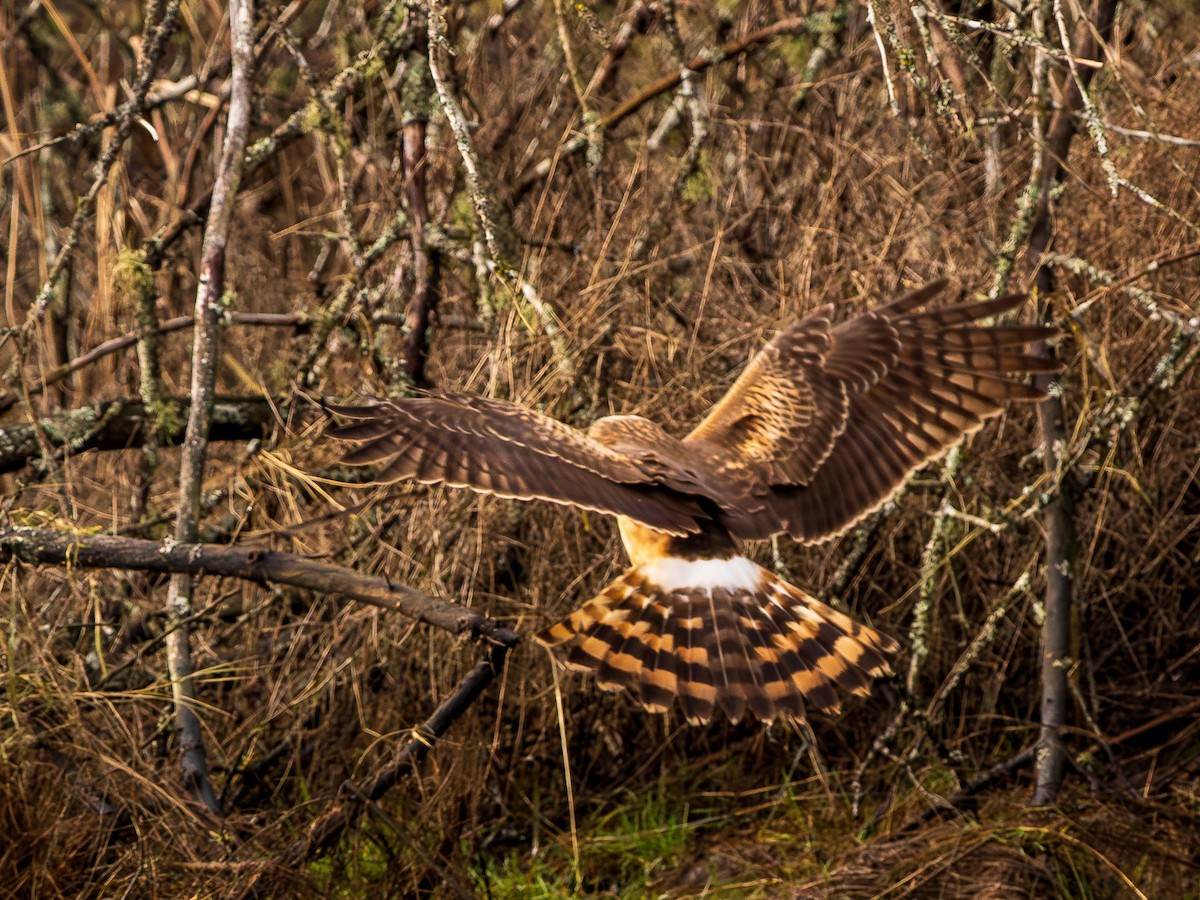 Northern Harrier - ML648911645