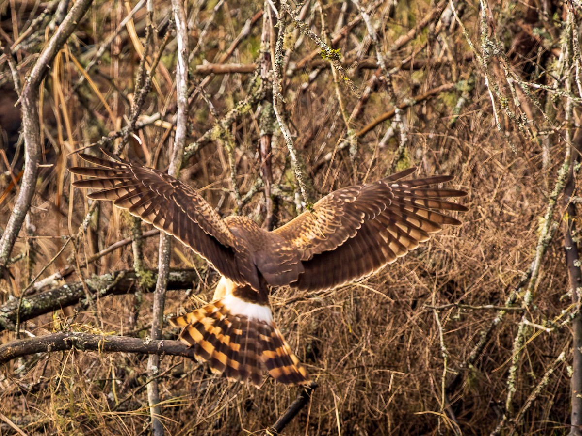 Northern Harrier - ML648911646