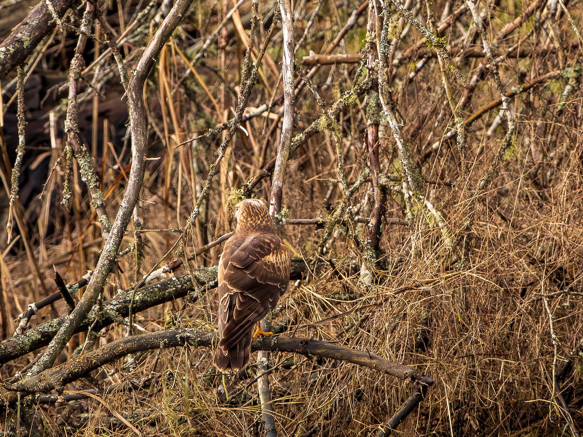 Northern Harrier - ML648911647