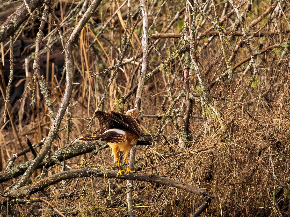 Northern Harrier - ML648911648