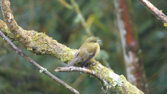 Flavescent Flycatcher - ML648911666