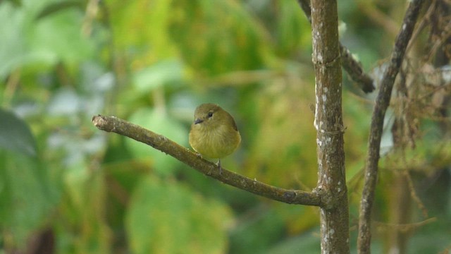 Flavescent Flycatcher - ML648911667