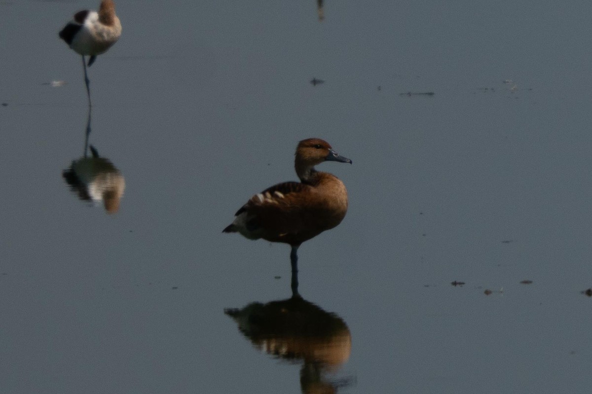 Fulvous Whistling-Duck - ML648911682