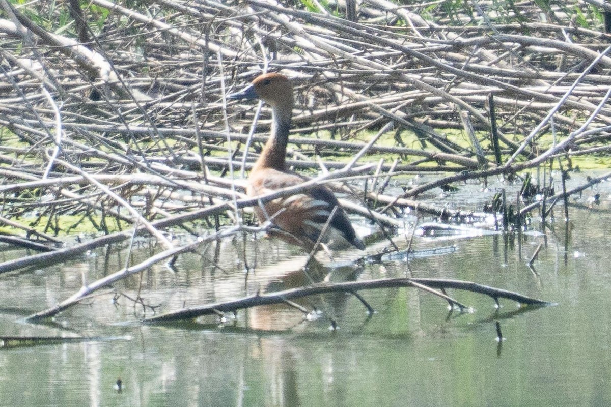 Fulvous Whistling-Duck - ML648911683