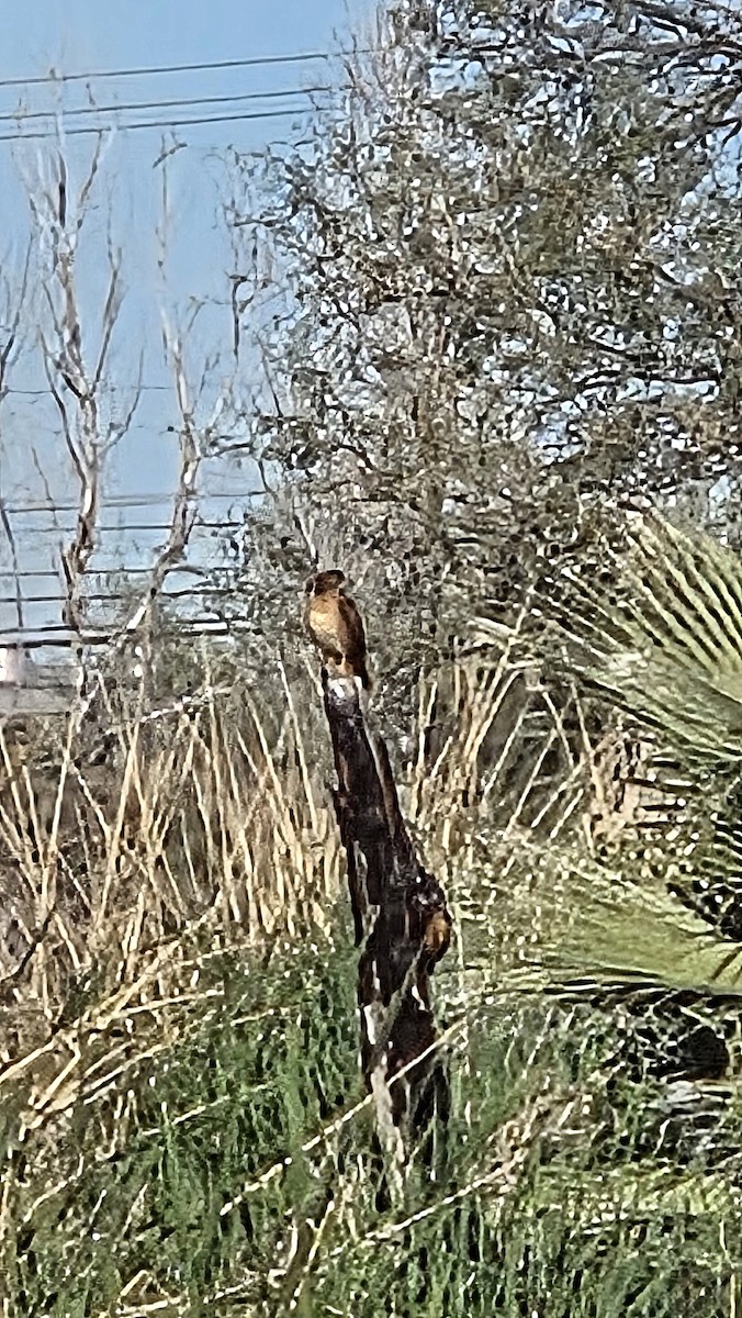 Northern Harrier - ML648911684