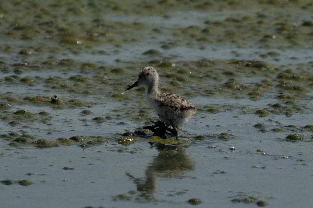 Black-necked Stilt - ML648911696