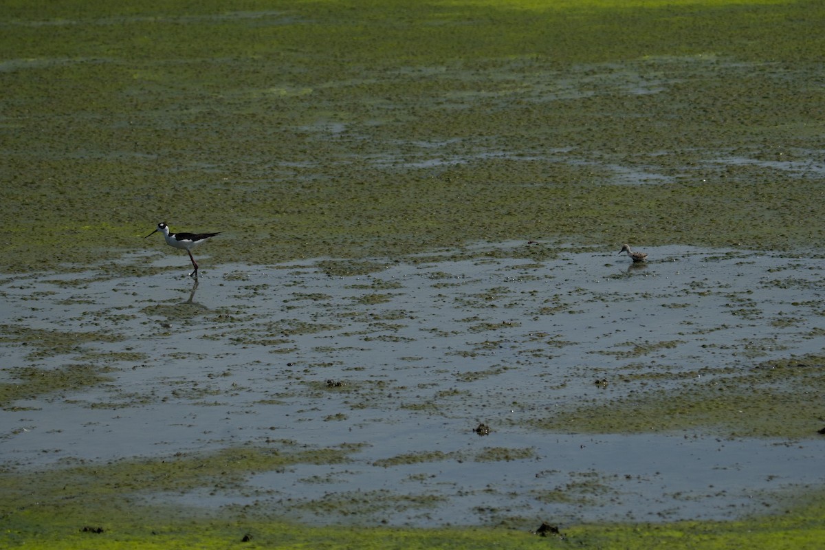 Black-necked Stilt - ML648911697