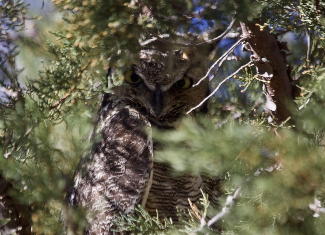 Virginiauhu - ML648911782