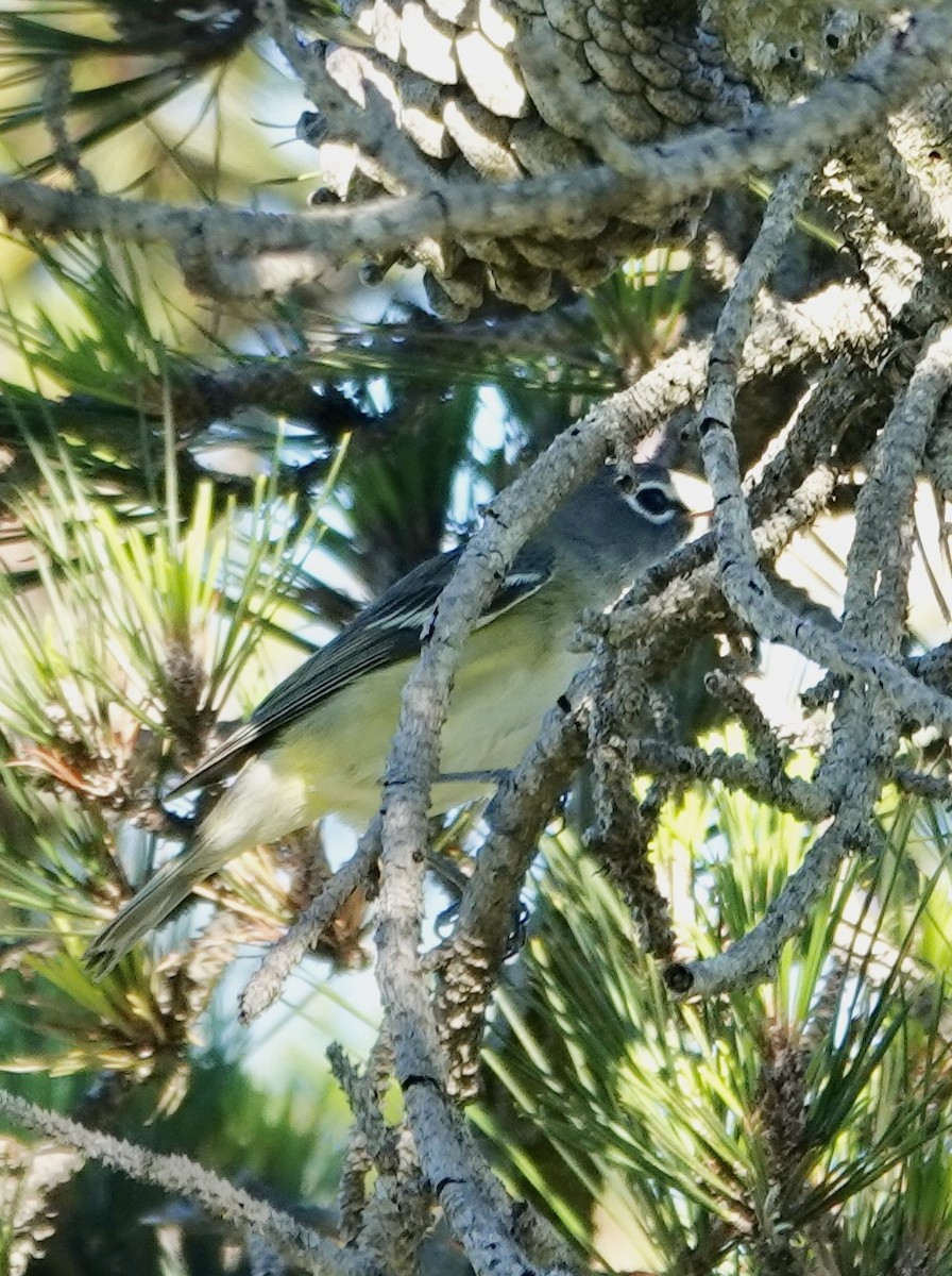 Blue-headed Vireo - ML648912631