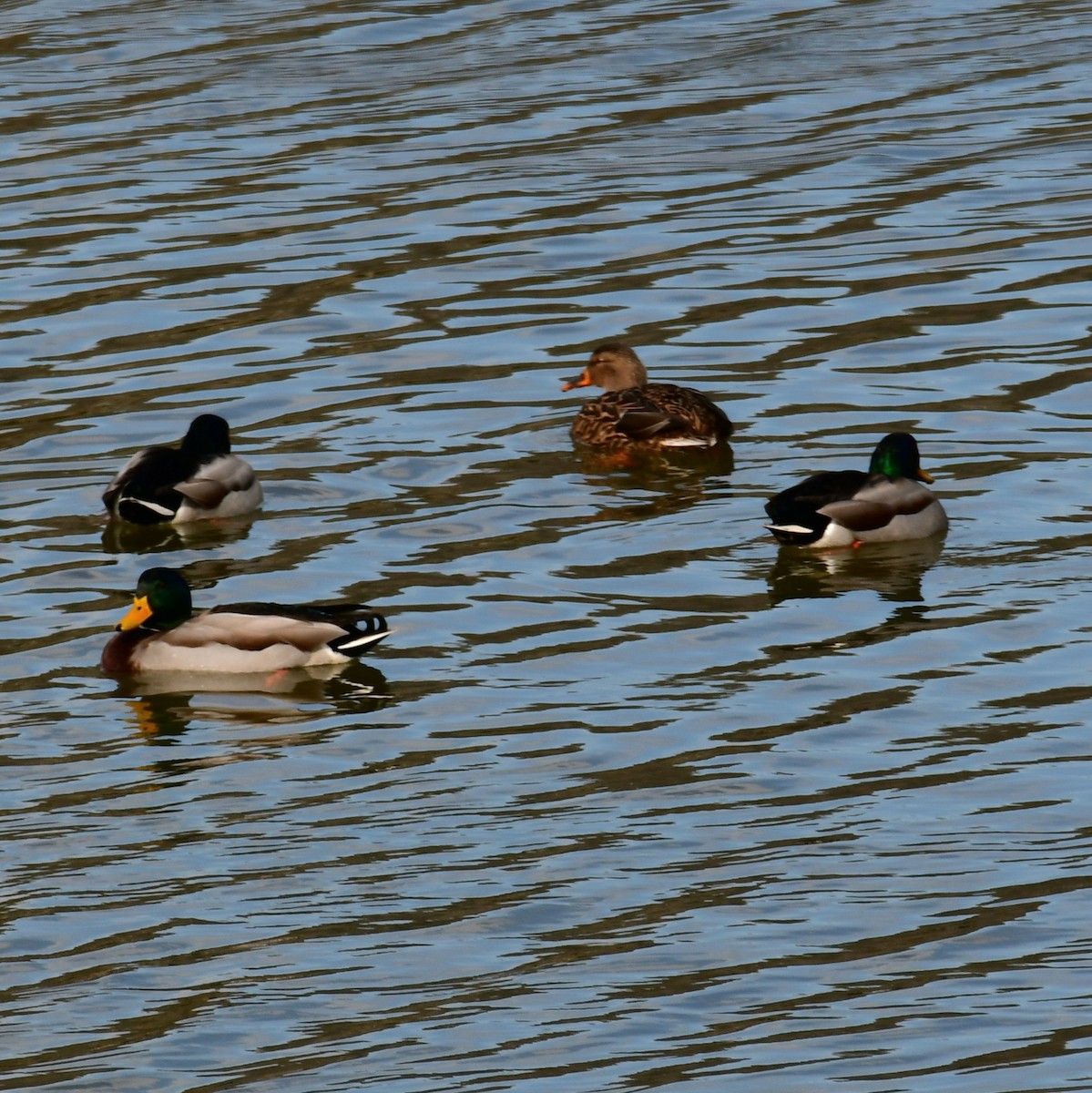 Mallard - ML648912651