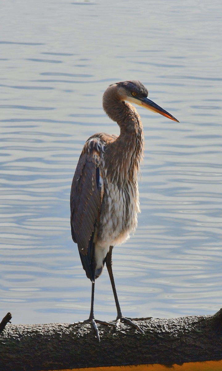 Great Blue Heron - ML648912663