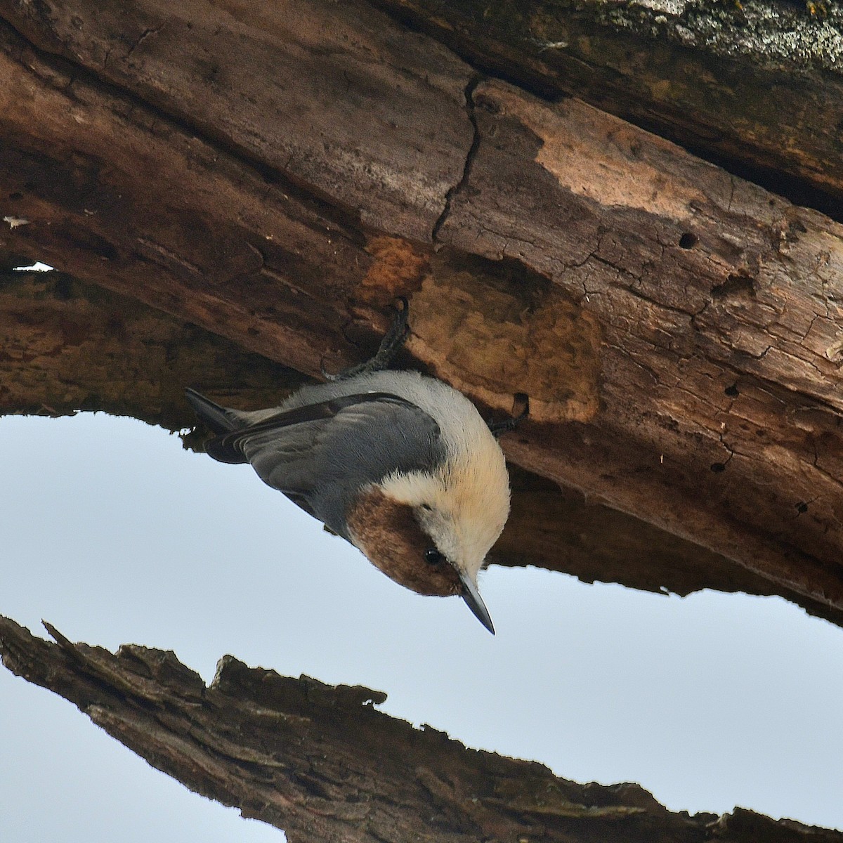 Boz Başlı Sıvacı - ML648912682