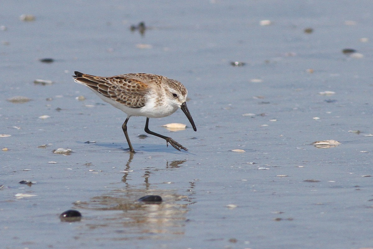 Gambecchio dell'Alaska - ML648912709