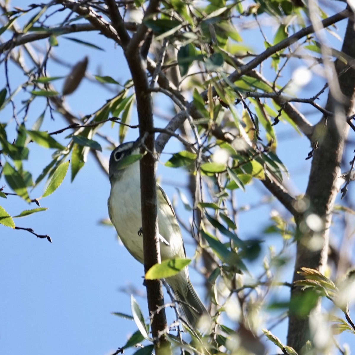 Blue-headed Vireo - ML648912725