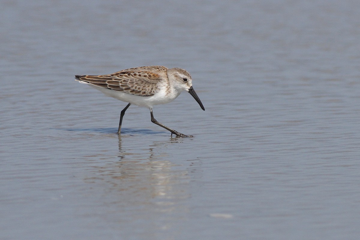 Gambecchio dell'Alaska - ML648912739