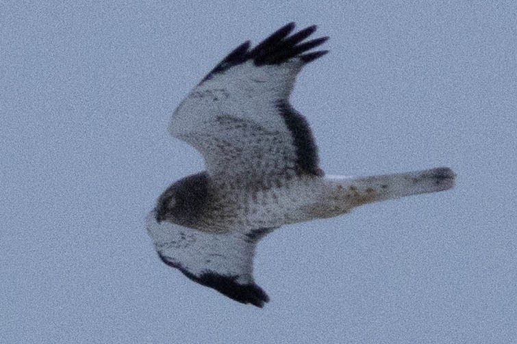 Northern Harrier - ML648912800