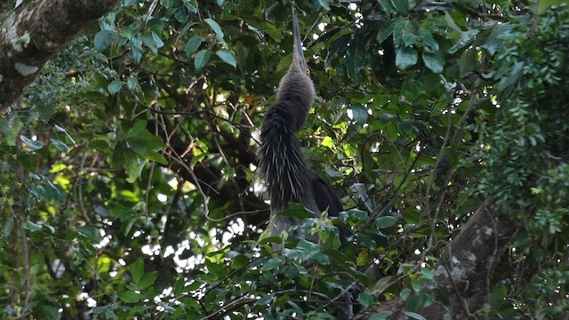 Большеклювая цапля - ML648912908