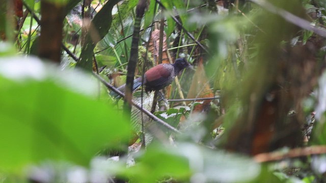 シマアメリカジカッコウ - ML648913074