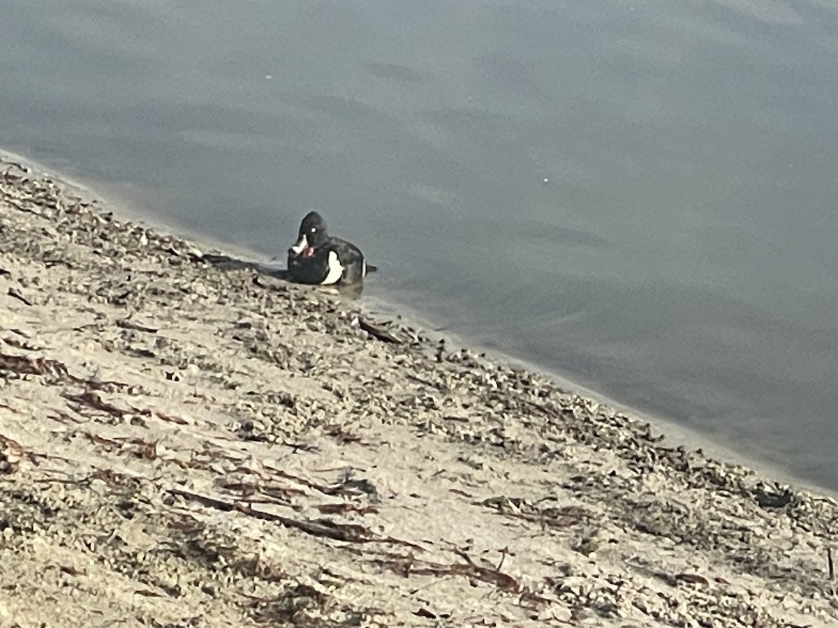 Ring-necked Duck - ML648913172