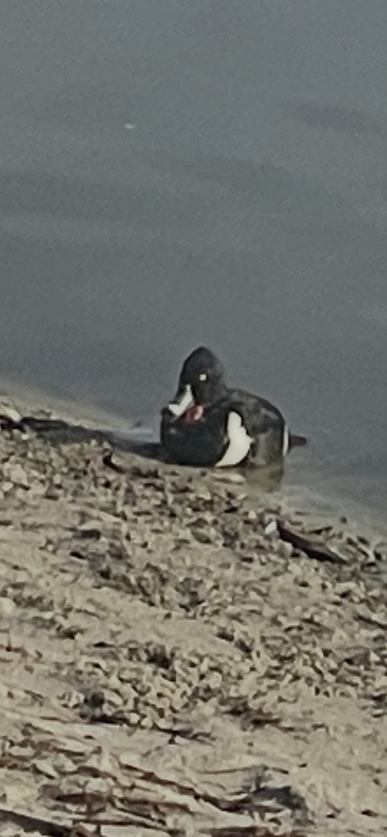 Ring-necked Duck - ML648913173