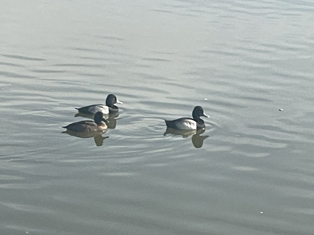 Lesser Scaup - ML648913189