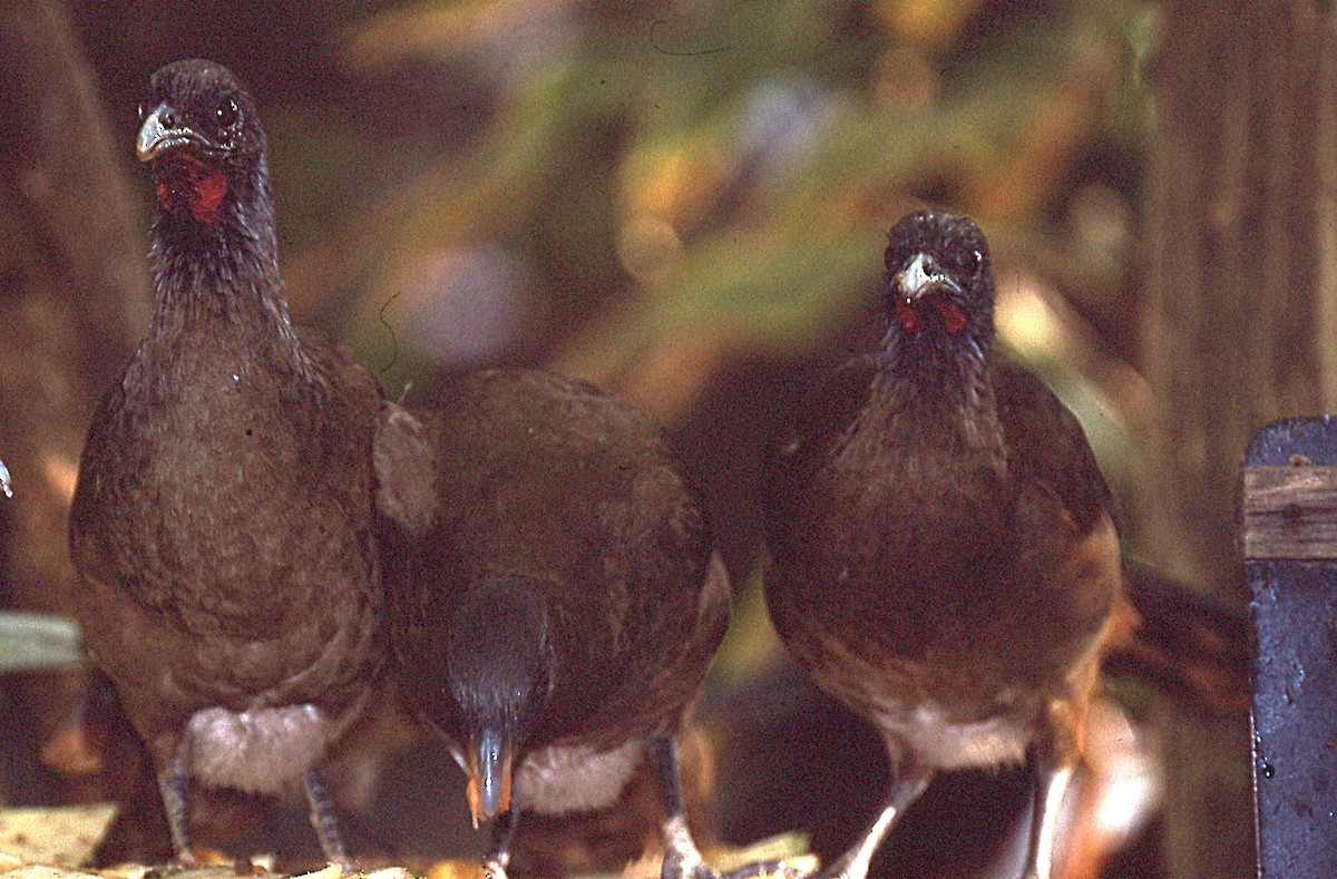 Rufous-vented Chachalaca - ML648913245