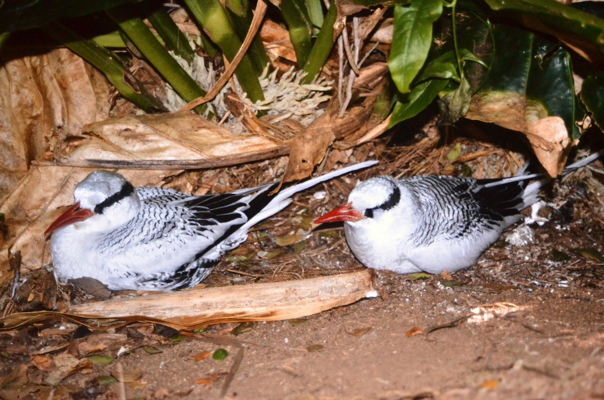 Red-billed Tropicbird - ML648913277