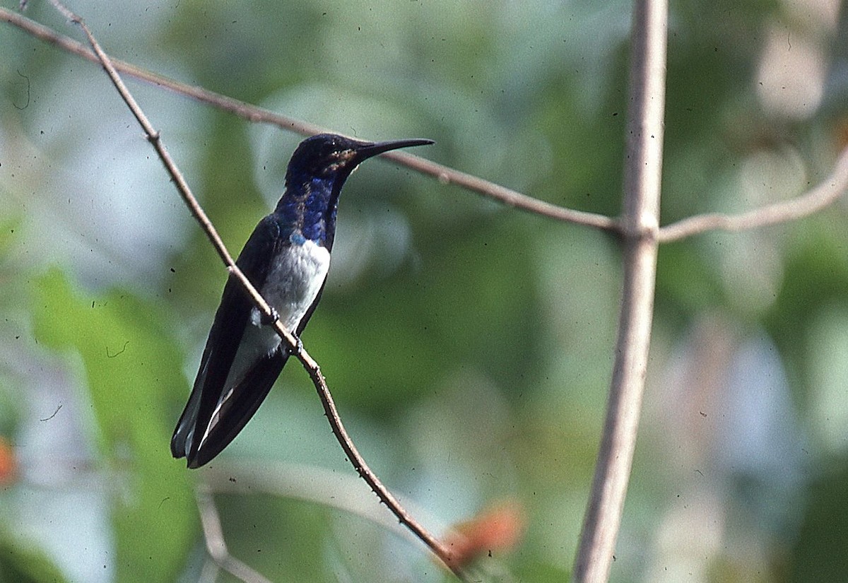 White-necked Jacobin - ML648913353