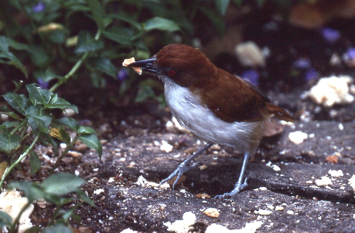 Great Antshrike - ML648913370