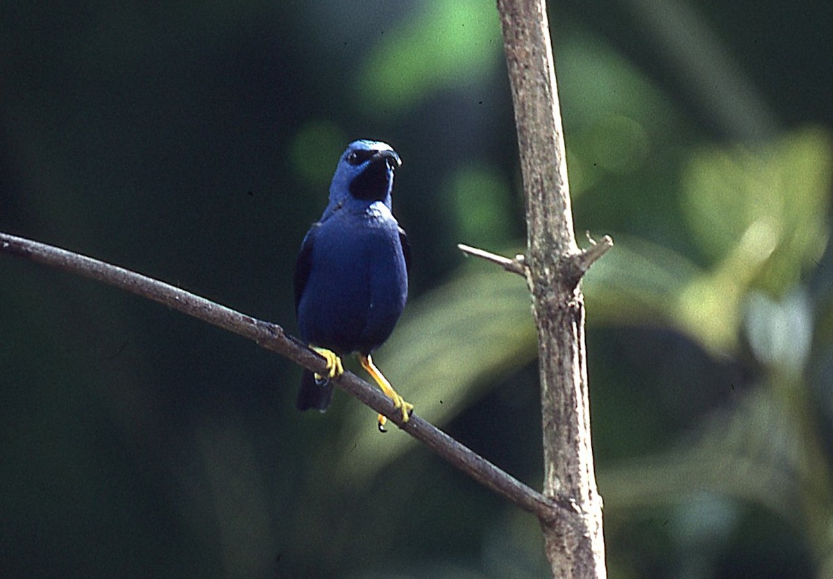 Purple Honeycreeper - ML648913389