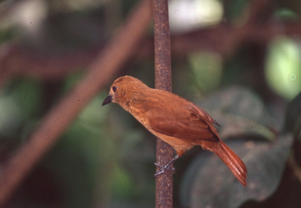 White-lined Tanager - ML648913395