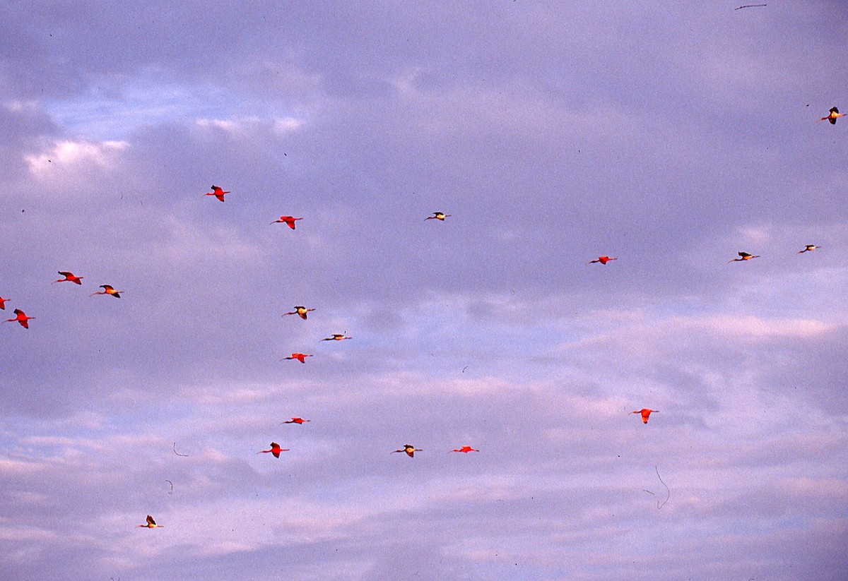 Scarlet Ibis - ML648913422