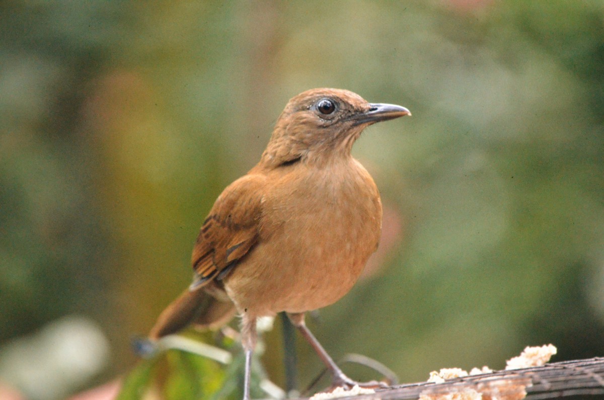 Cocoa Thrush - ML648913470