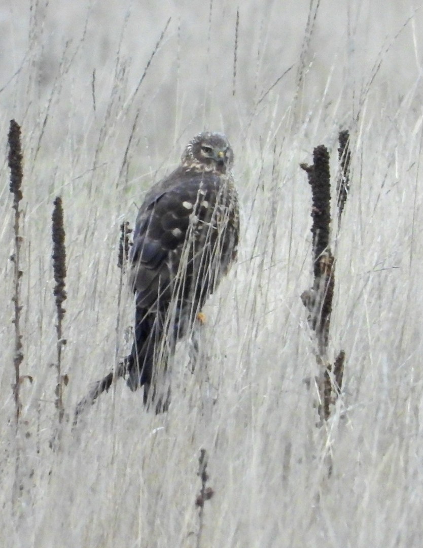 Northern Harrier - ML648913554