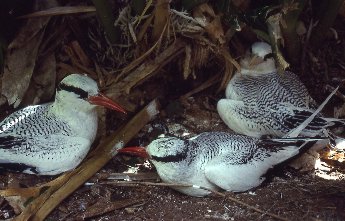 Red-billed Tropicbird - ML648913660
