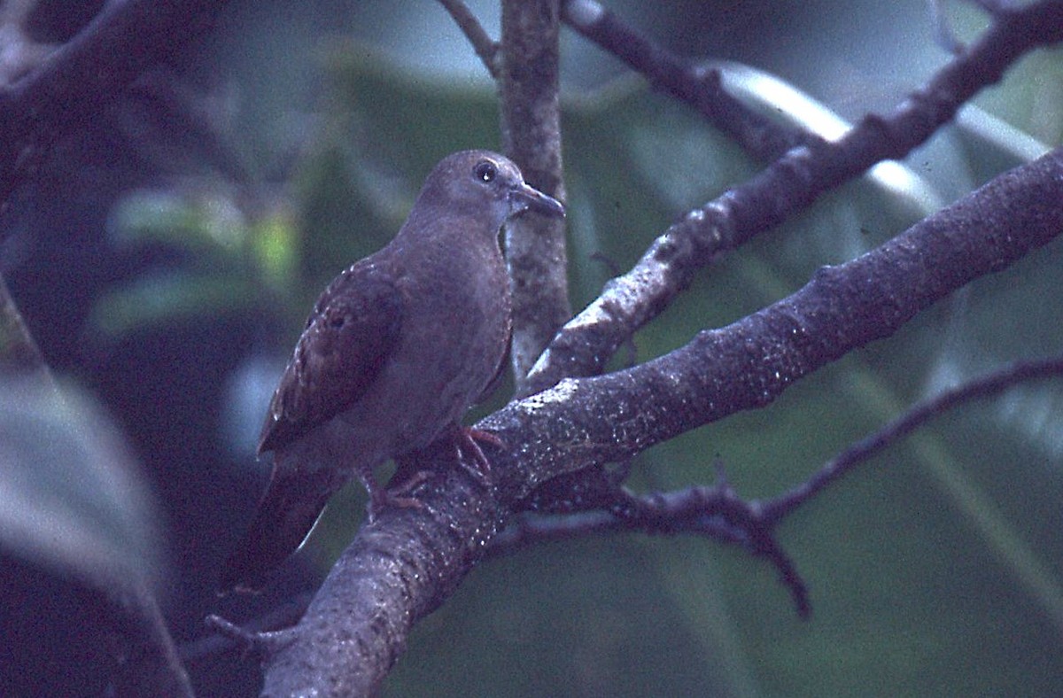 Gray-fronted Dove - ML648913752