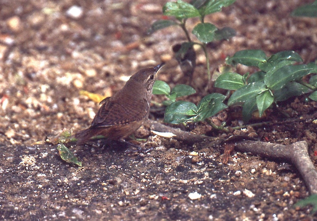 Southern House Wren - ML648913792