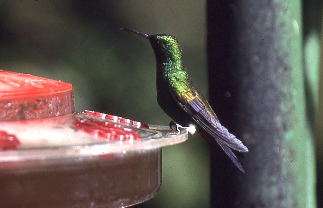 Copper-rumped Hummingbird - ML648913855