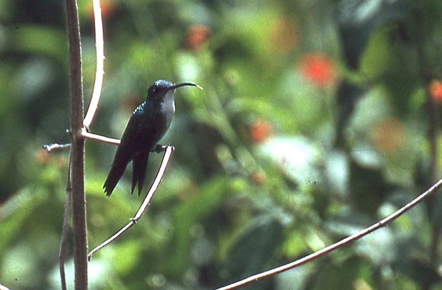 White-chested Emerald - ML648913876