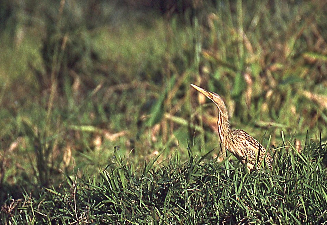 Pinnated Bittern - ML648913948