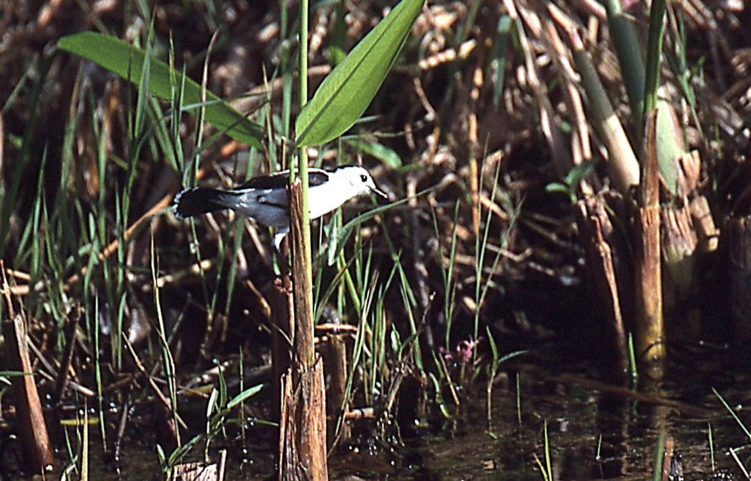 White-headed Marsh Tyrant - ML648913961