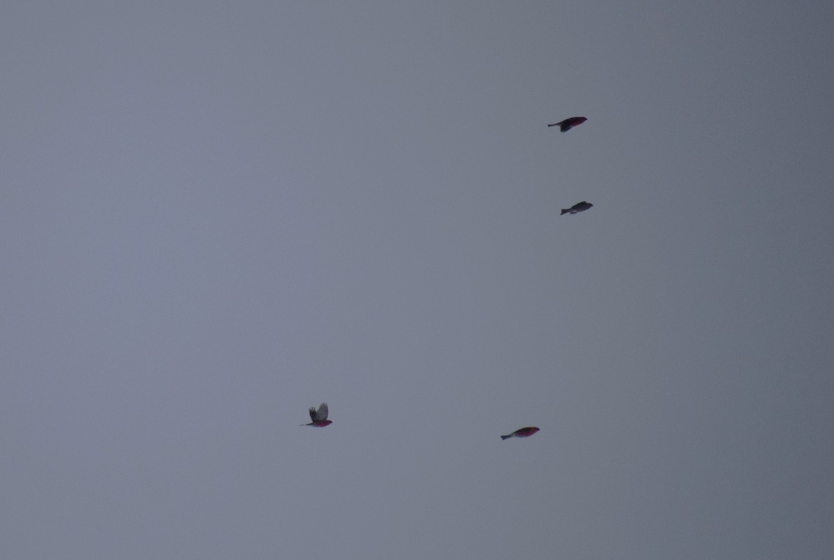 Ciuffolotto delle pinete - ML648914019