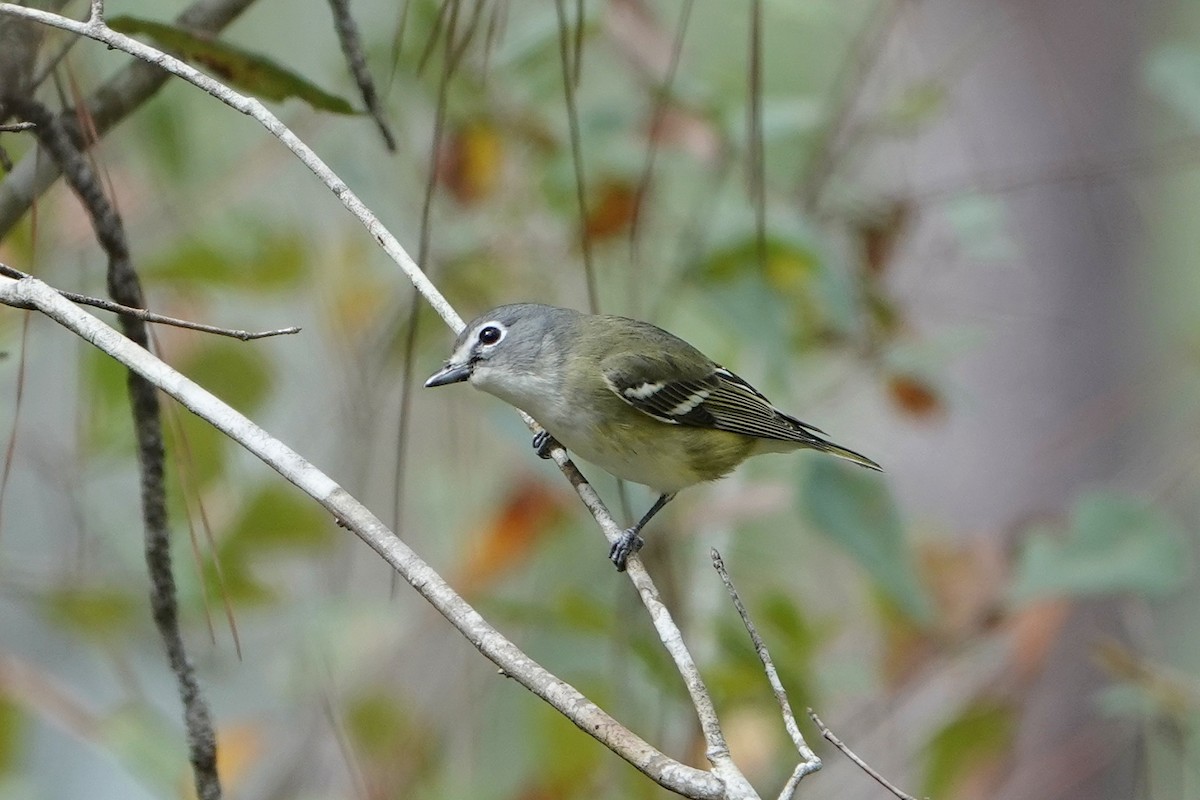 Blue-headed Vireo - ML648914021